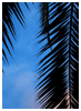 Palo Alto